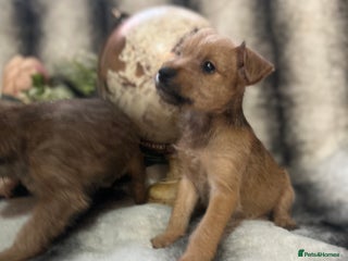 Mixed Breed dogs Norfolk terrier cross pups - Advert 14