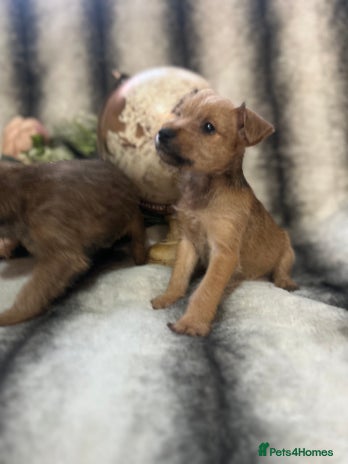 Mixed Breed dogs Norfolk terrier cross pups - Advert 4