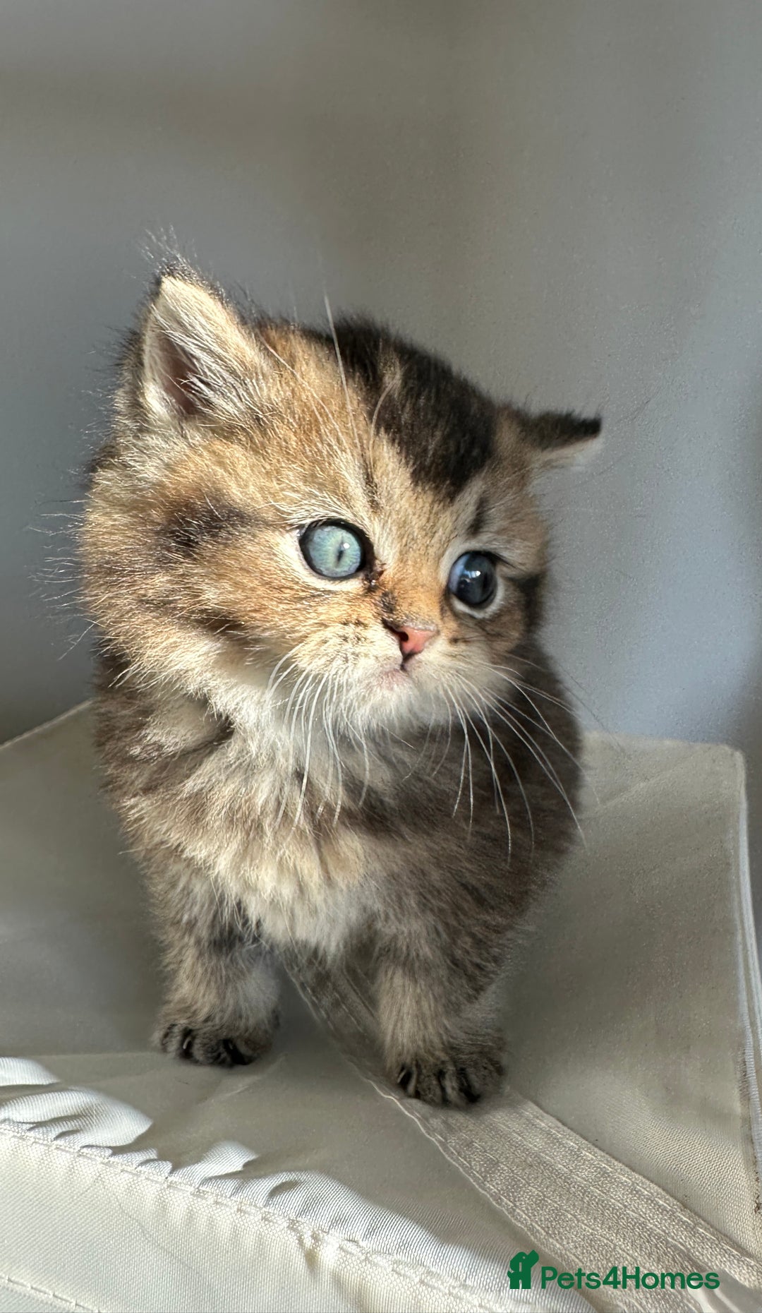 British Shorthair cats for sale: Gorgeous Brown Tabby BSH Kittens - Advert 19