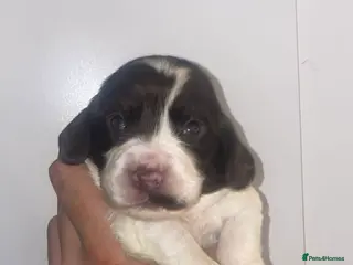 Cocker Spaniel dogs Beautiful cocker spaniel puppies - Advert 17