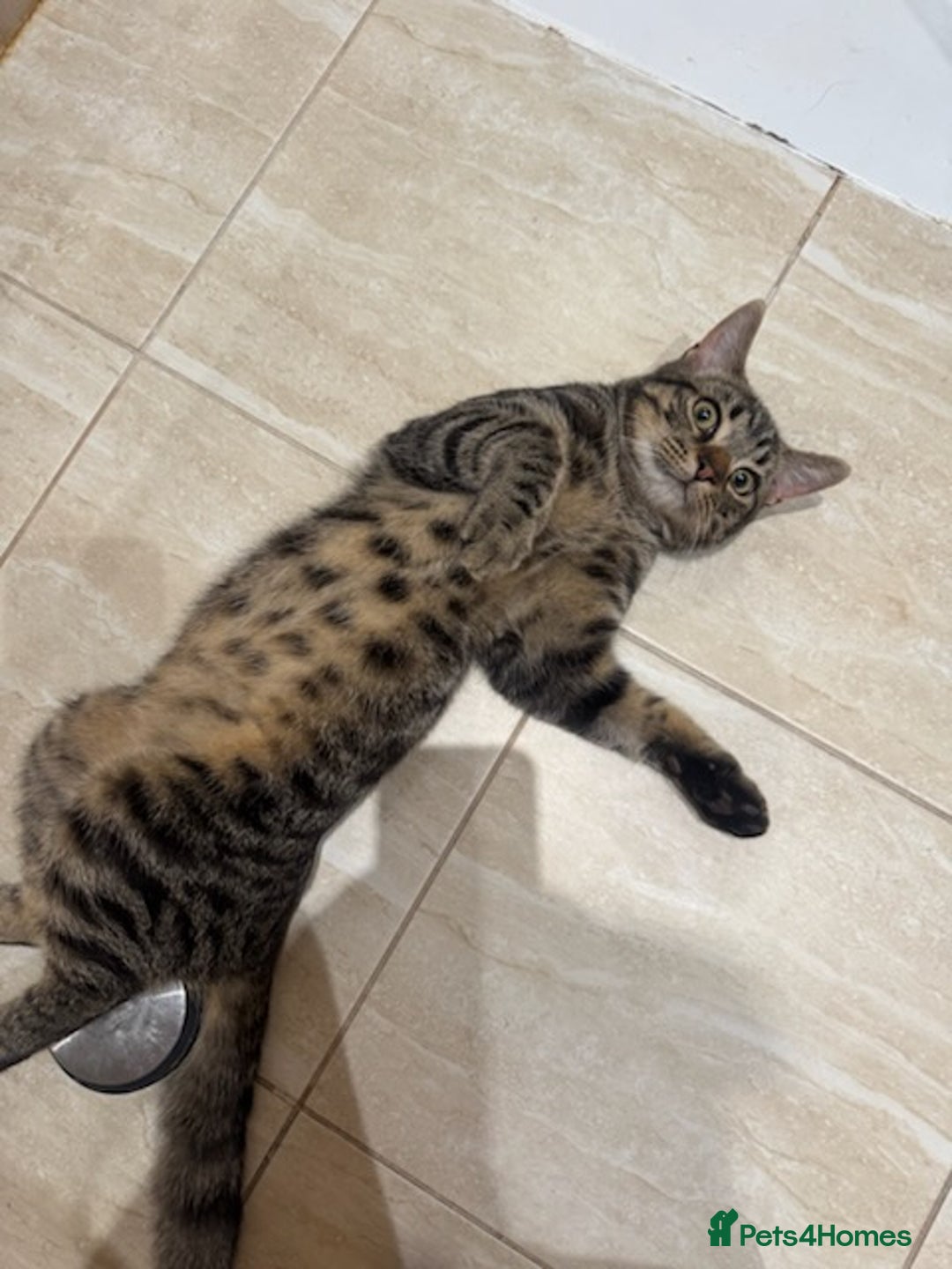 Mixed Breed cats for sale: Heartbreaking decision to rehome - Advert 7