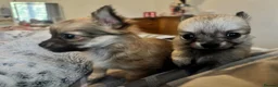 Pomchi dogs for sale: Pomchi Puppies - Advert 13
