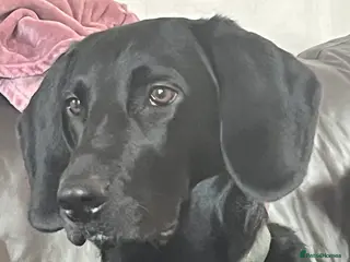 Mixed Breed dogs Otis - 1 year old Bassador male - Advert 1