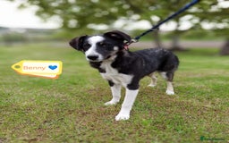 Mixed Breed dogs for adoption: 💙🐶 BENNY 🐶💙 - Image 1