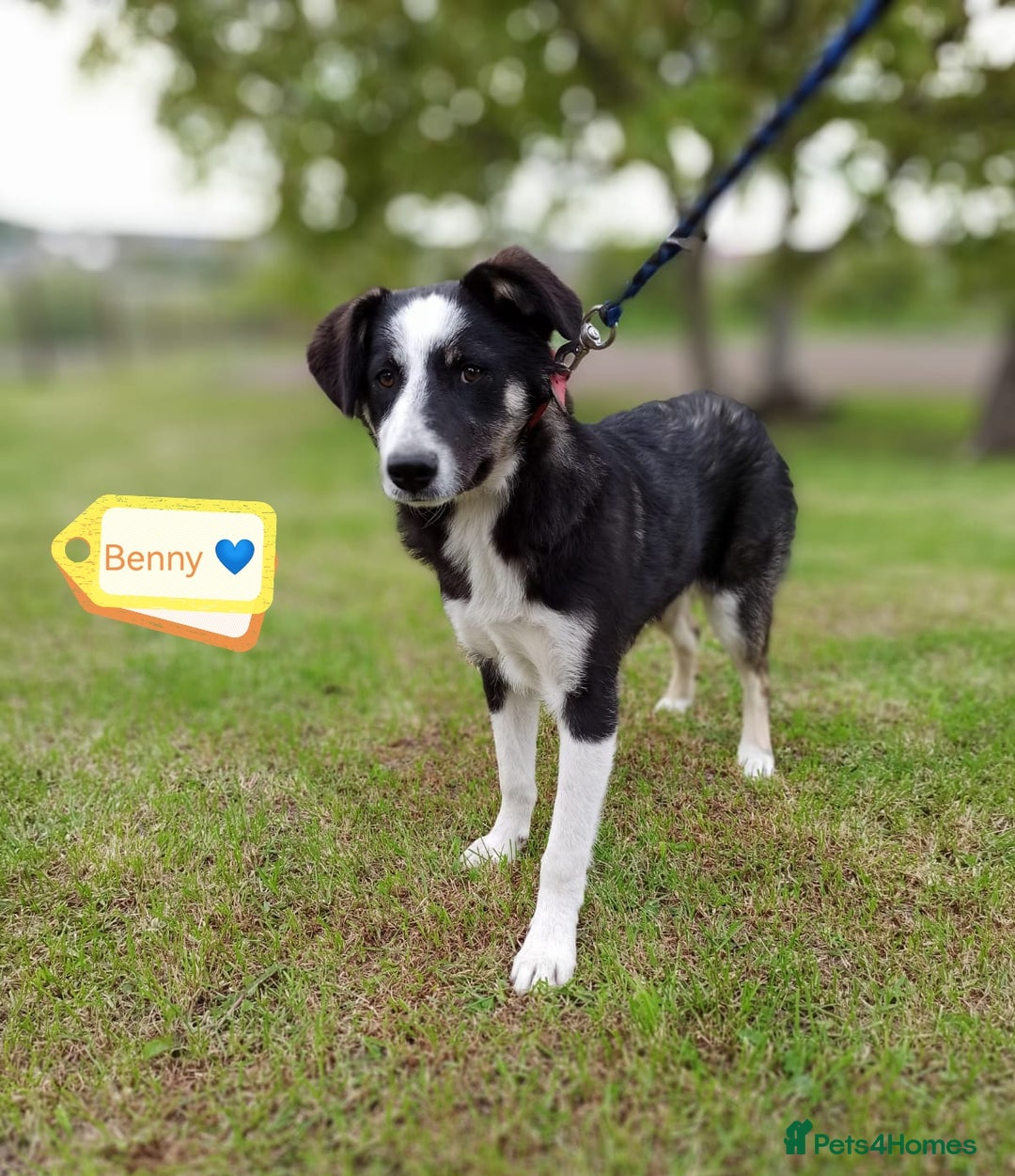 Mixed Breed dogs for adoption: 💙🐶 BENNY 🐶💙 - Image 1