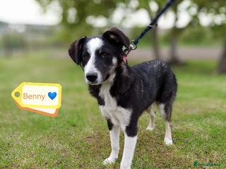 Mixed Breed dogs 💙🐶 BENNY 🐶💙 - Advert 16