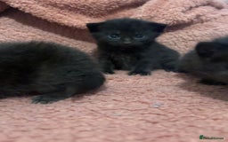 Mixed Breed cats for sale: Beautiful ragdoll cross kittens - Image 4