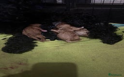 Cockapoo dogs for sale: Cockapoo - Image 2