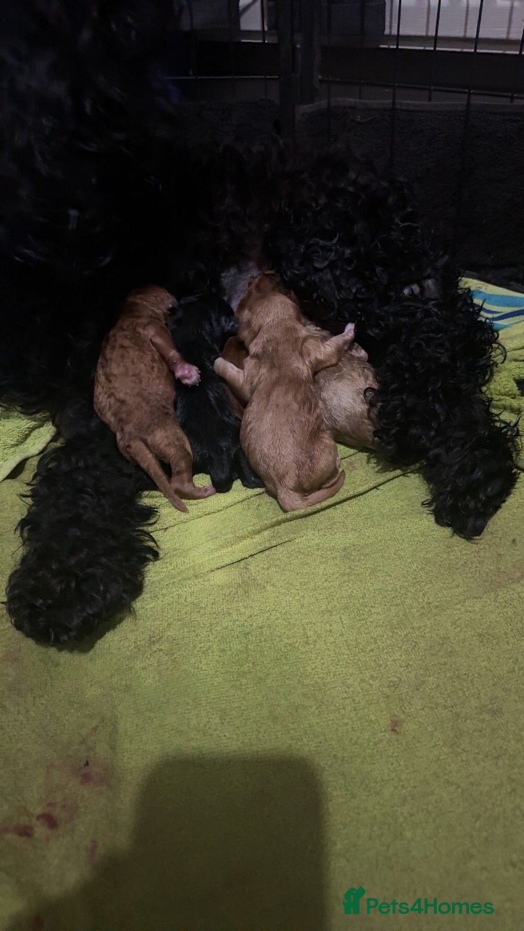 Cockapoo dogs for sale: Cockapoo - Image 2