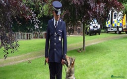 Mini Goldendoodle dogs for sale: F1 pups by POLICE Dog Trainer / Council Licensed  - Image 12