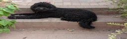 Labradoodle dogs for stud: Beautiful labradoodle for stud - Advert 5