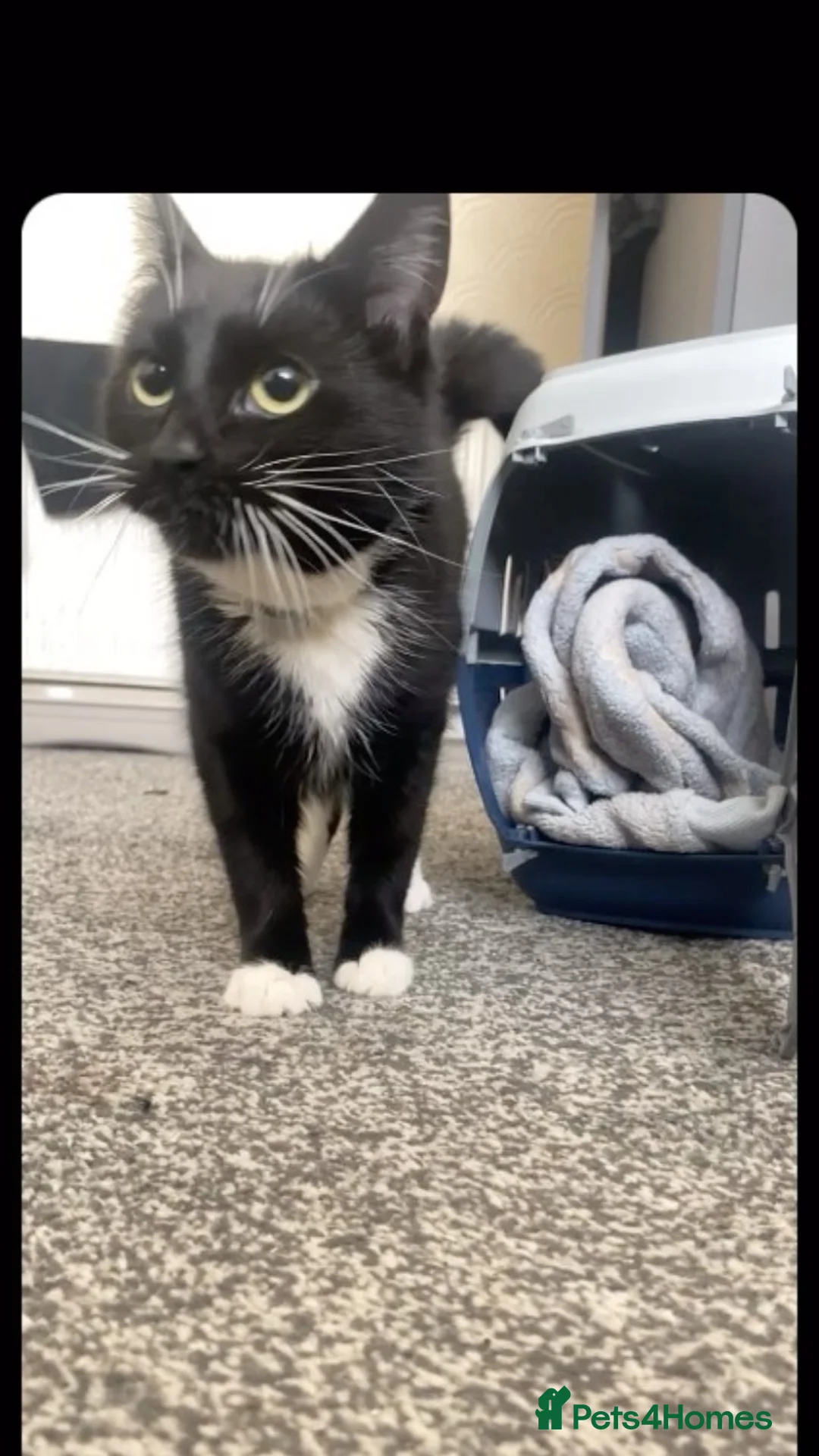 Mixed Breed cats for sale: loving female cat ready for a home in Birmingham - Advert 2