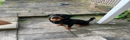 Rottweiler dogs for sale: Male Rottweiler  - Advert 2