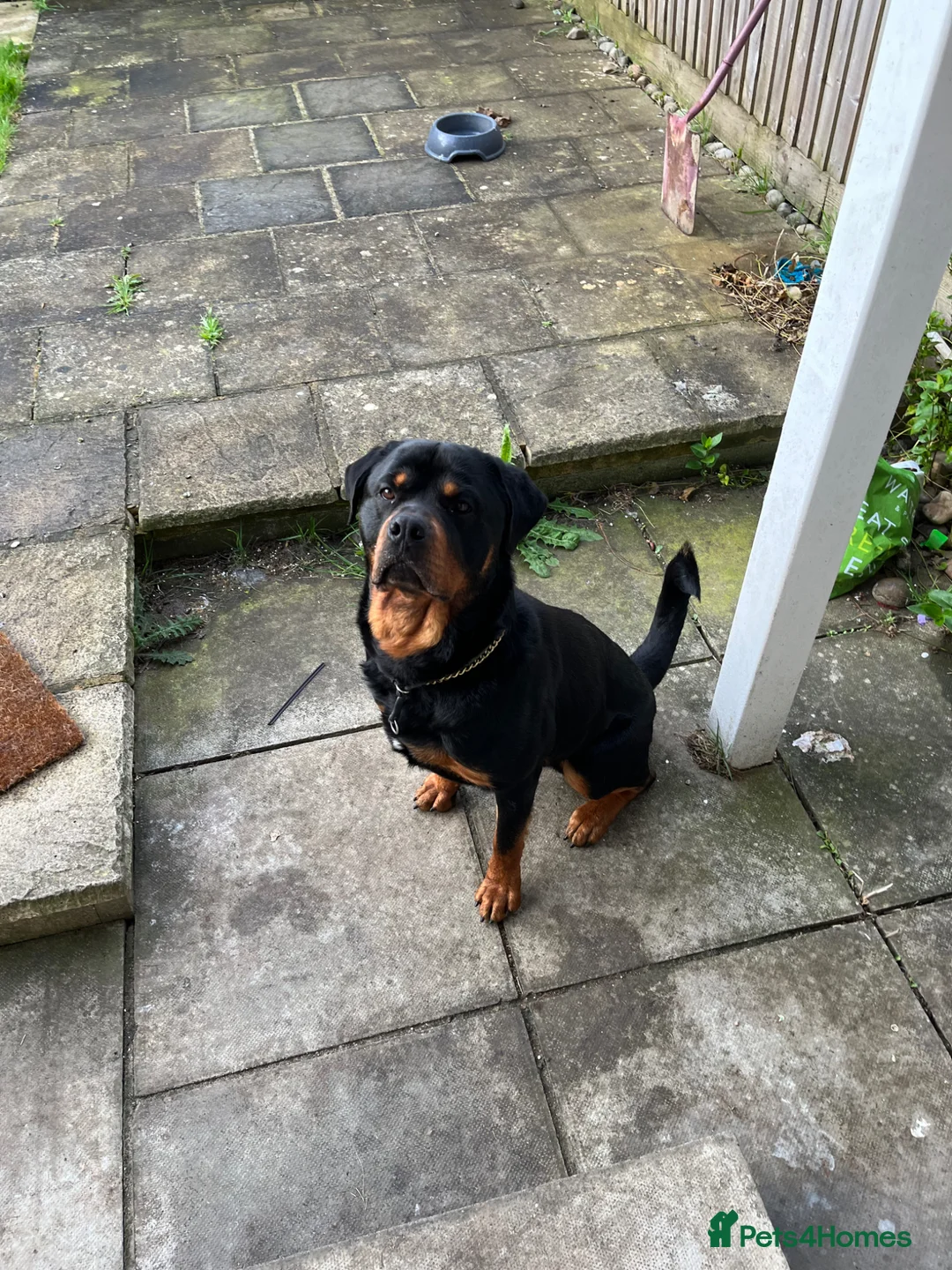 Rottweiler dogs for sale: Male Rottweiler  - Advert 2