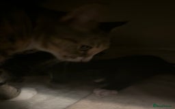 Domestic Shorthair cats for sale: beautiful kittens looking for their forever home - Image 4