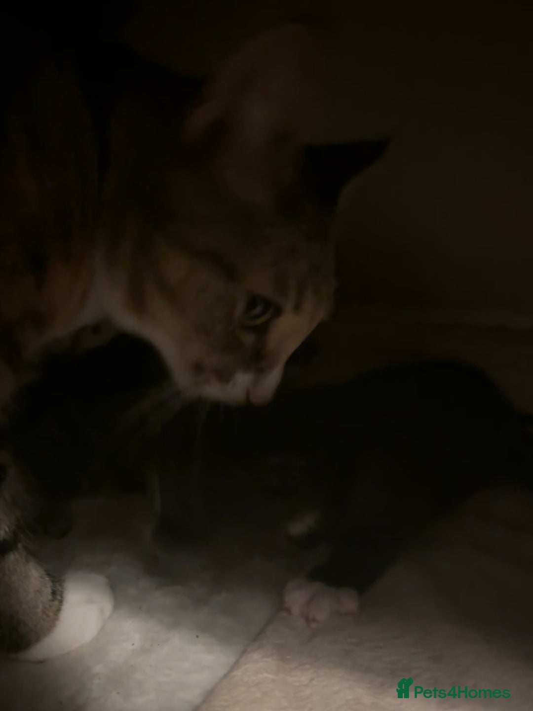 Domestic Shorthair cats for sale: beautiful kittens looking for their forever home - Image 4