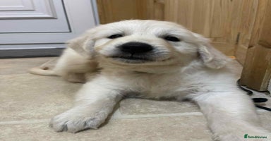 Golden Retriever dogs - Advert 14