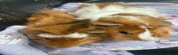 Guinea Pig rodents for sale: Baby guinea pigs for sale  - Advert 2