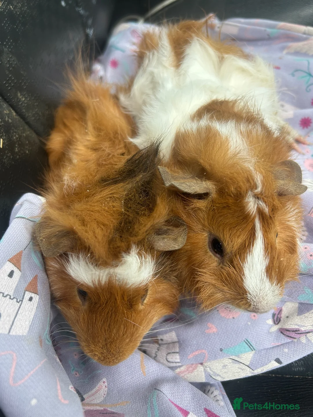 Guinea Pig rodents for sale: Baby guinea pigs for sale  - Advert 2