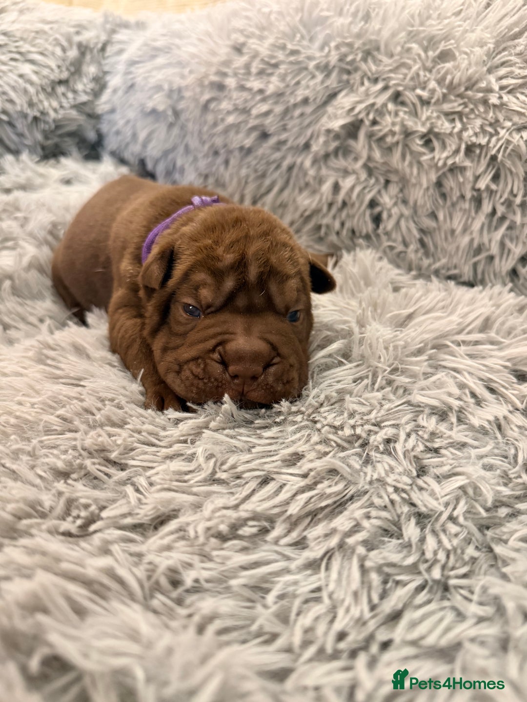 Mixed Breed dogs for sale: Gawjuss Bullpei Puppies 🐶 - Advert 33