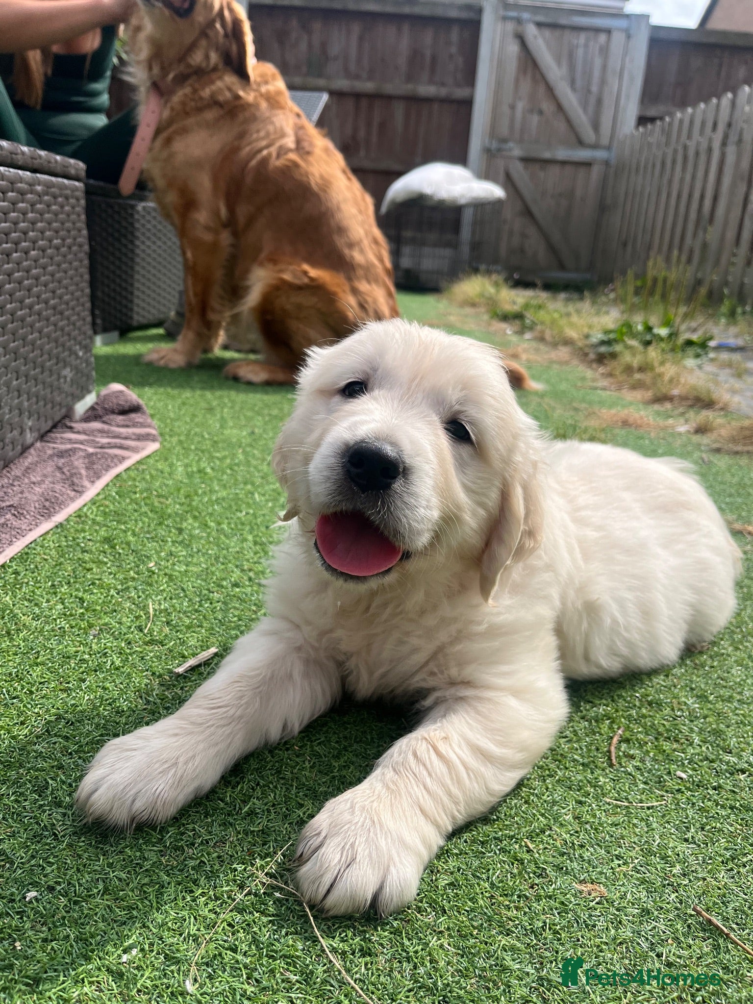 Golden Retriever dogs Gorgeous golden retriever puppies 🐶  - Advert 1