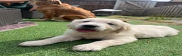 Golden Retriever dogs for sale: Gorgeous golden retriever puppies 🐶  - Advert 1