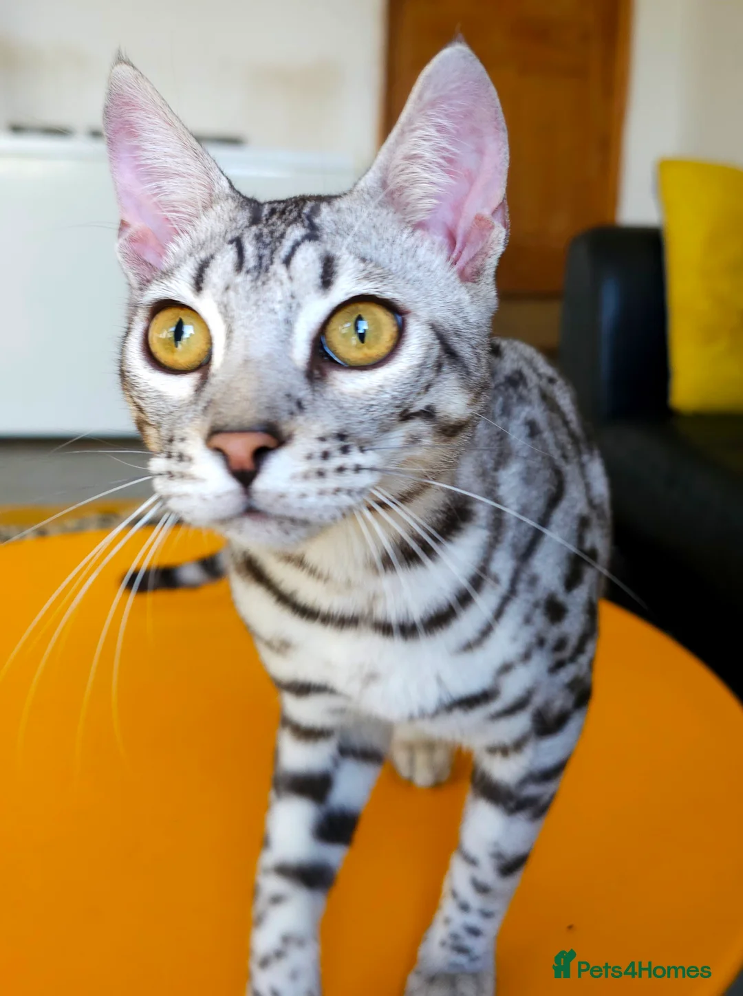 Bengal cats for sale: Exceptional Silver Rosetted Boy Available  - Advert 30