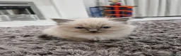 Ragdoll cats for sale: Bluepoint ragdoll kittens - Advert 11