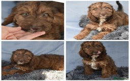 Cavapoo dogs for sale: F1b Cavapoo Puppies – DNA Tested in Rugby - Image 37