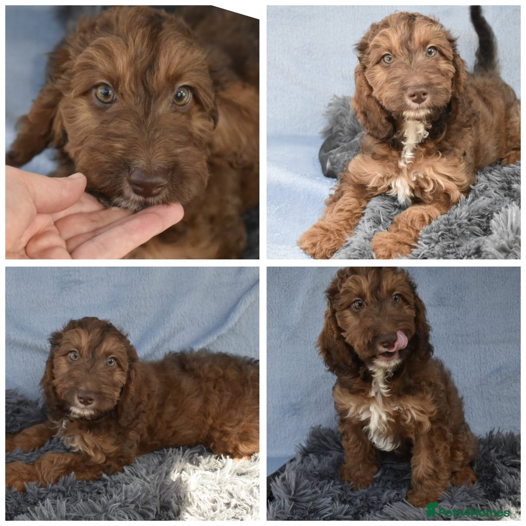 Cavapoo dogs for sale: F1b Cavapoo Puppies – DNA Tested in Rugby - Image 37