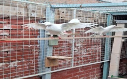 Pigeons birds for sale: 7 Pigeons for sale - Image 14