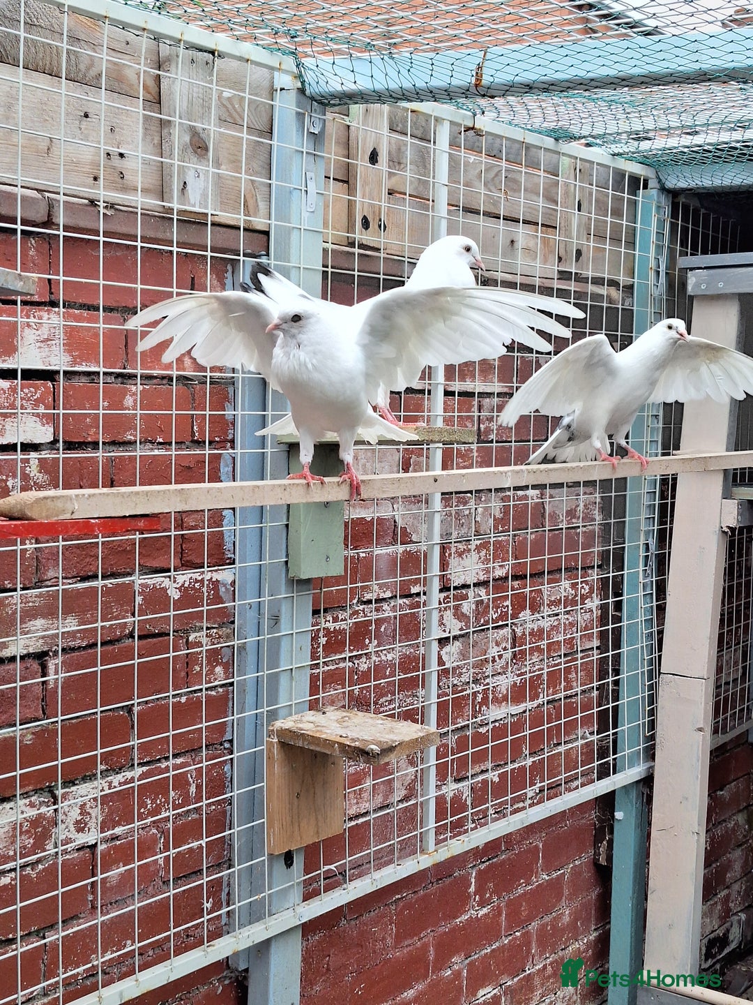 Pigeons birds for sale: 7 Pigeons for sale - Image 14