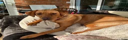 Labrador Retriever dogs for sale: KC registered Fox Red Labrador Puppies in Whitchurch - Advert 15