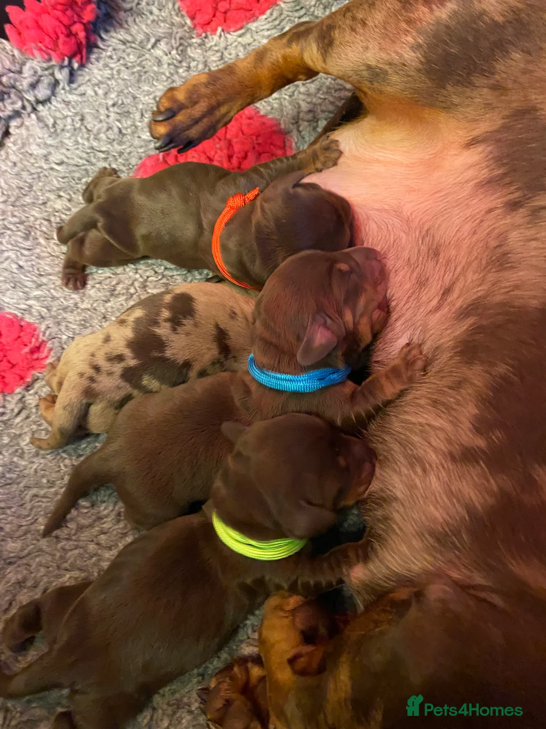 Miniature Dachshund dogs for stud: PROVEN MINIATURE DACHSHUND STUD in Faringdon - Advert 10