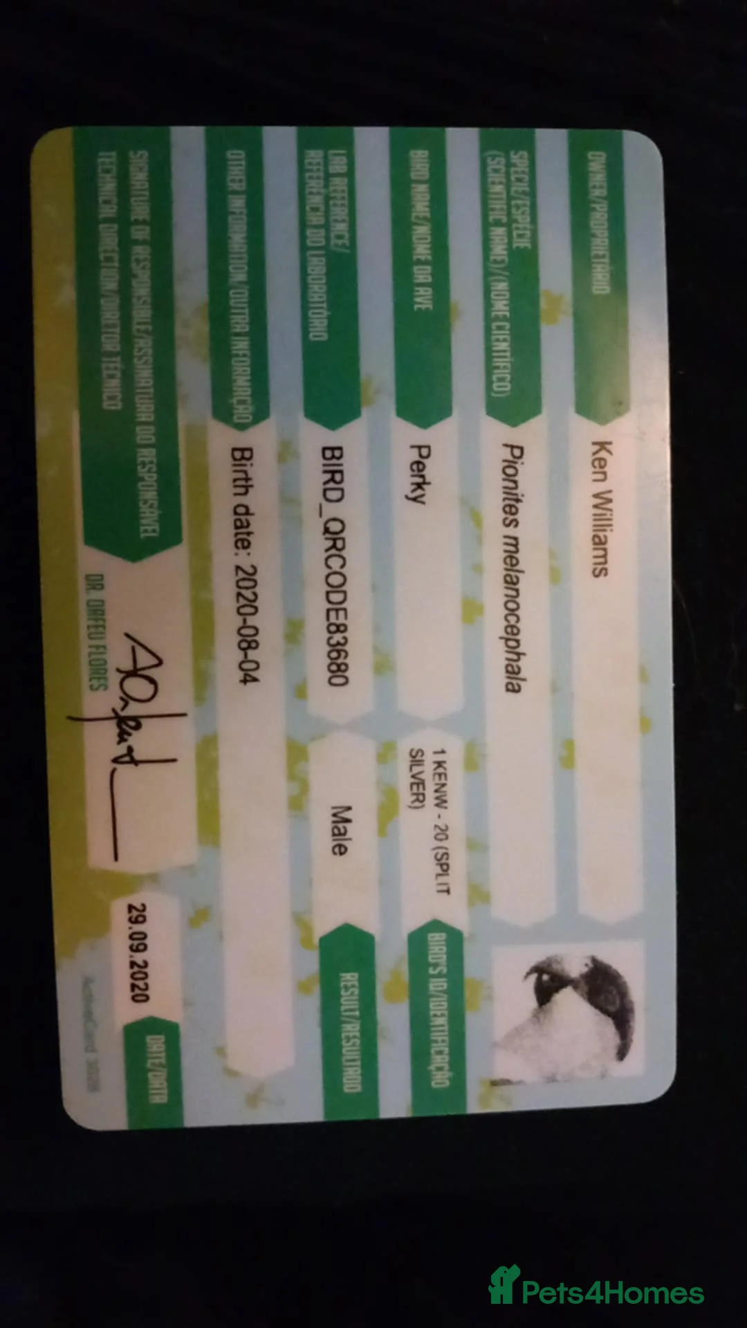 Parrots birds for sale: Black headed caique  - Advert 2