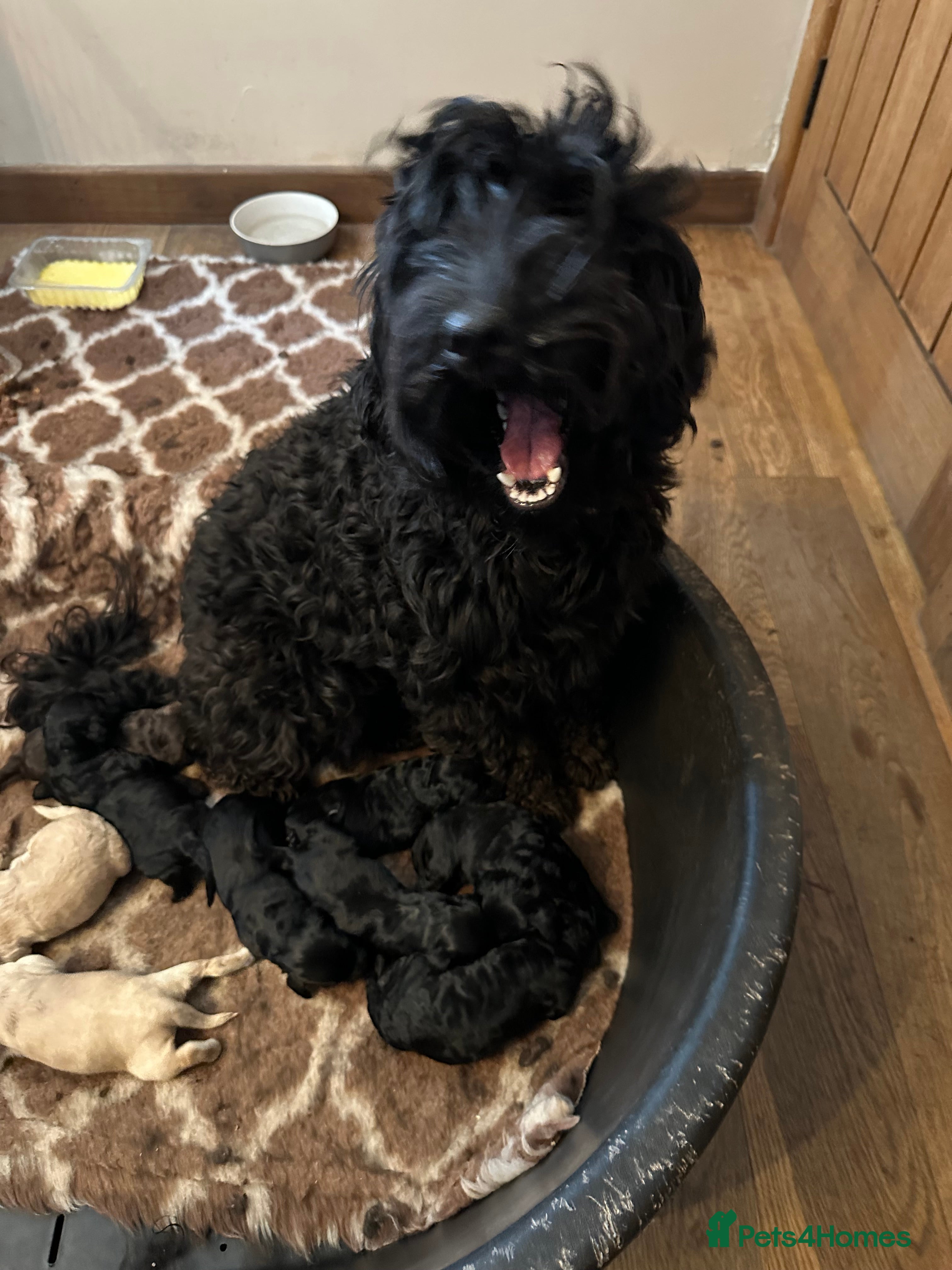 Australian Labradoodle dogs Australian labradoodle Puppies - Advert 1