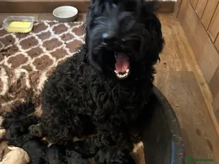 Australian Labradoodle dogs Australian labradoodle Puppies - Advert 2