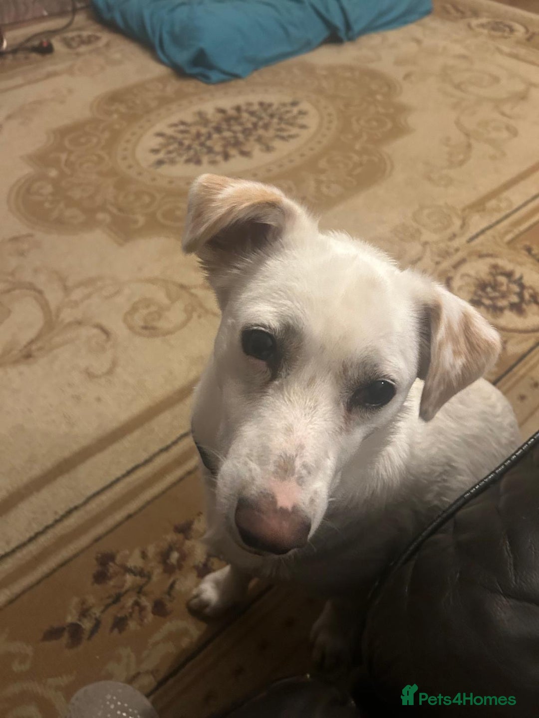 Mixed Breed dogs for adoption: Chance  - Advert 5