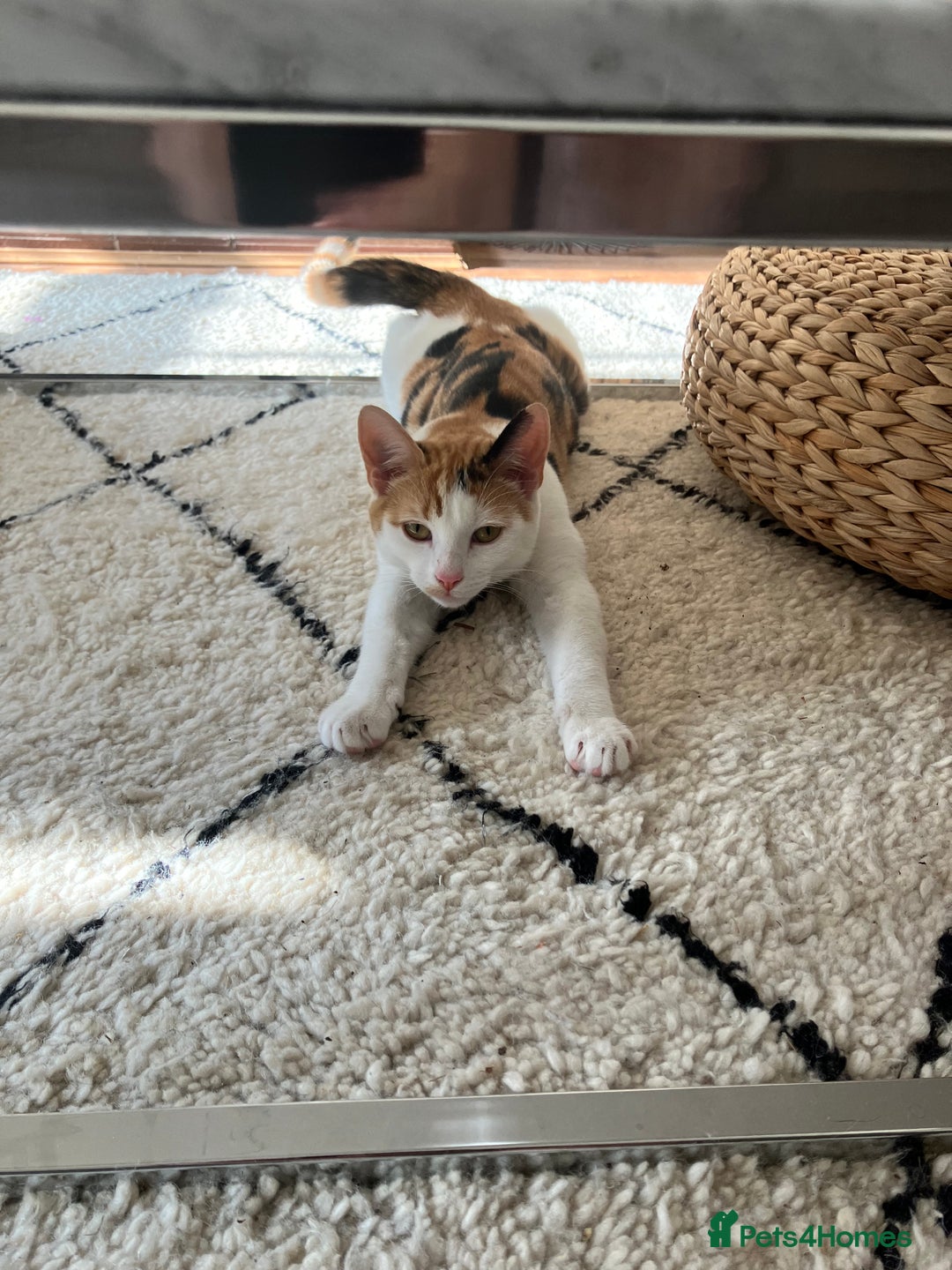 Mixed Breed cats for sale: Siamese/Devon Rex female 10m old  - Image 6