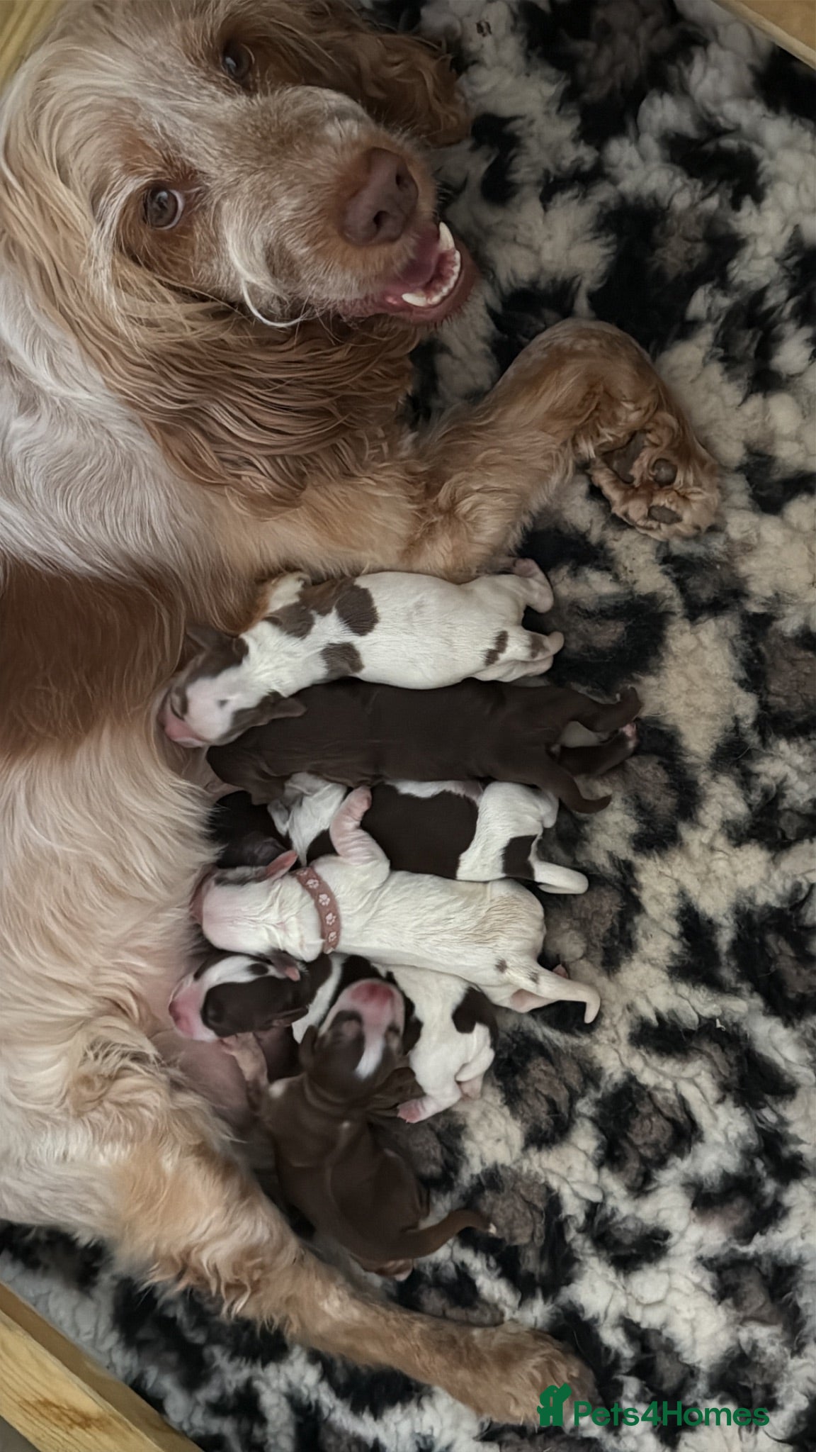 Cocker Spaniel dogs 🤎 beautiful chocolate 7 show-type cocker spaniel  - Advert 1