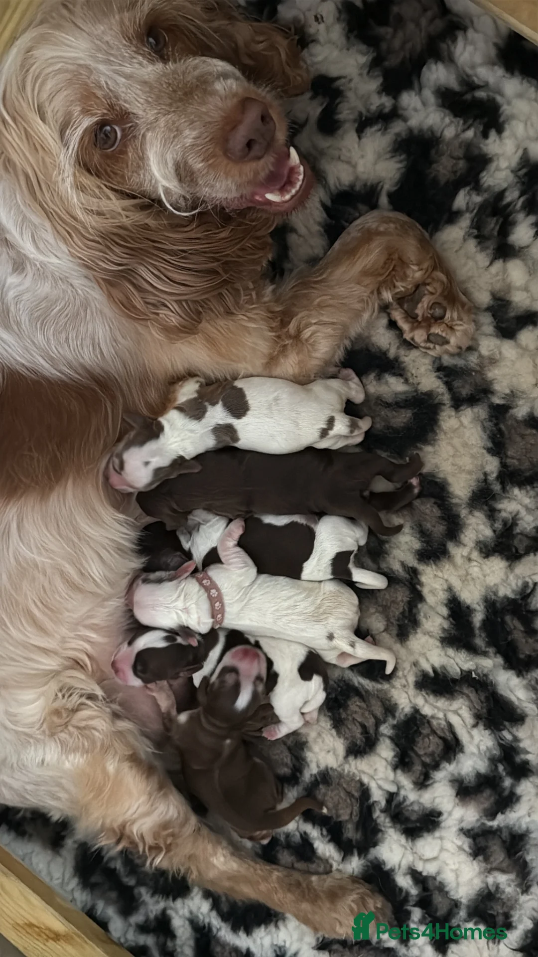 Cocker Spaniel dogs for sale: 🤎 beautiful chocolate 7 show-type cocker spaniel  - Advert 1
