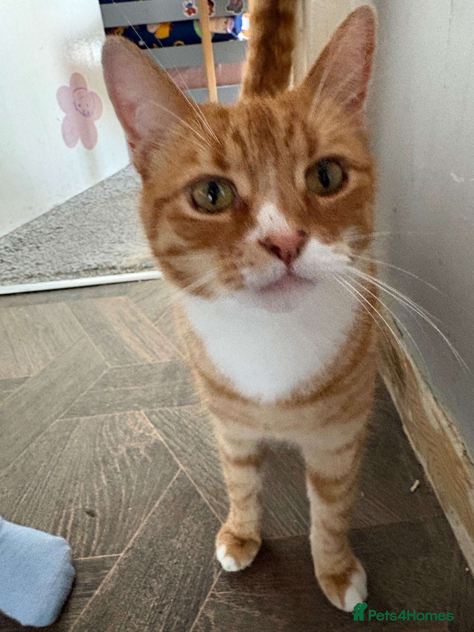 Mixed Breed cats 2 cats for sale  - Advert 1