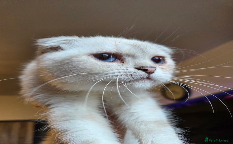 British Shorthair cats - Advert 6