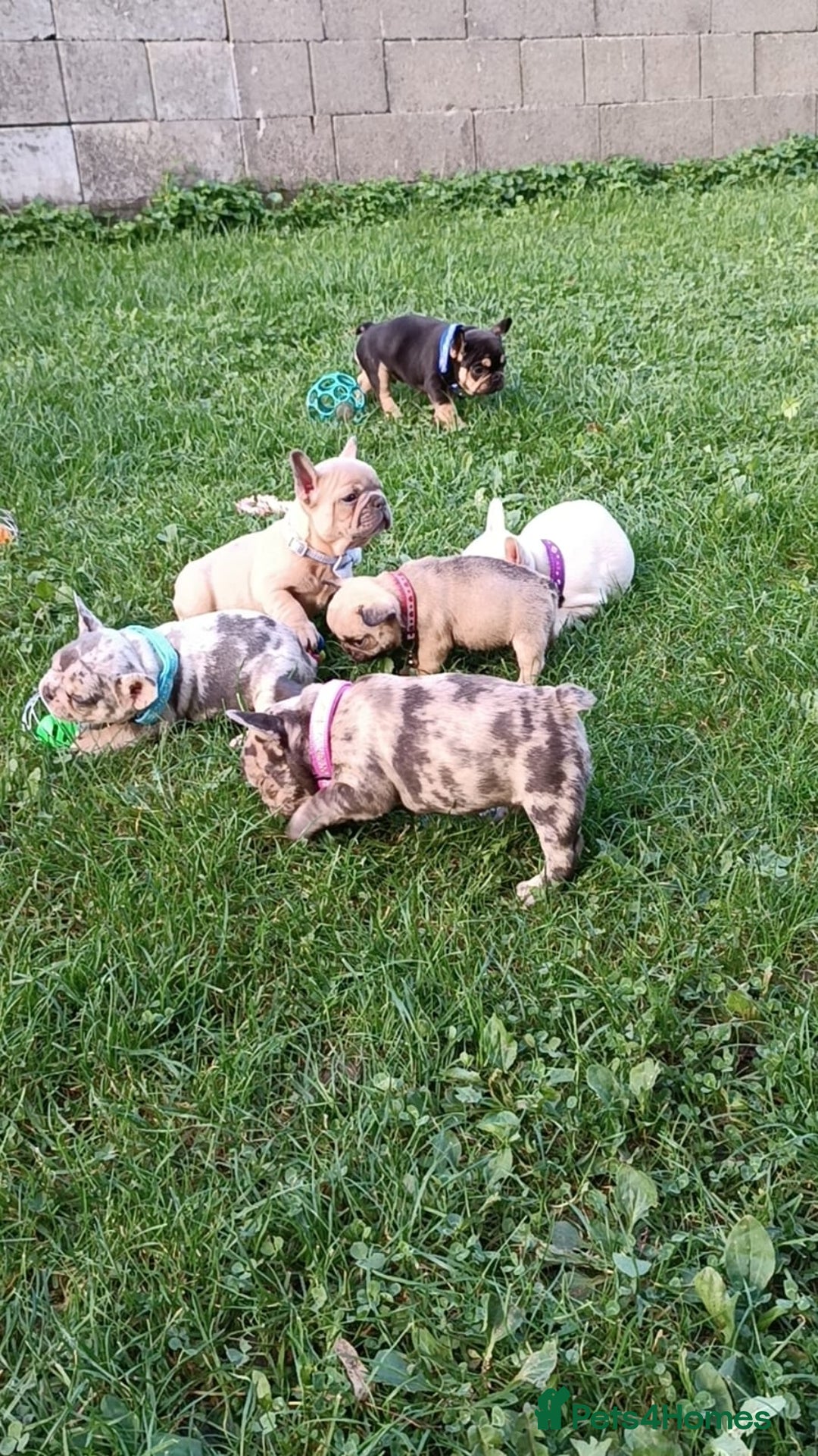 French Bulldog dogs for sale: ❤️ 🐶 beautiful French bulldog puppies ❤️🐶 - Image 9