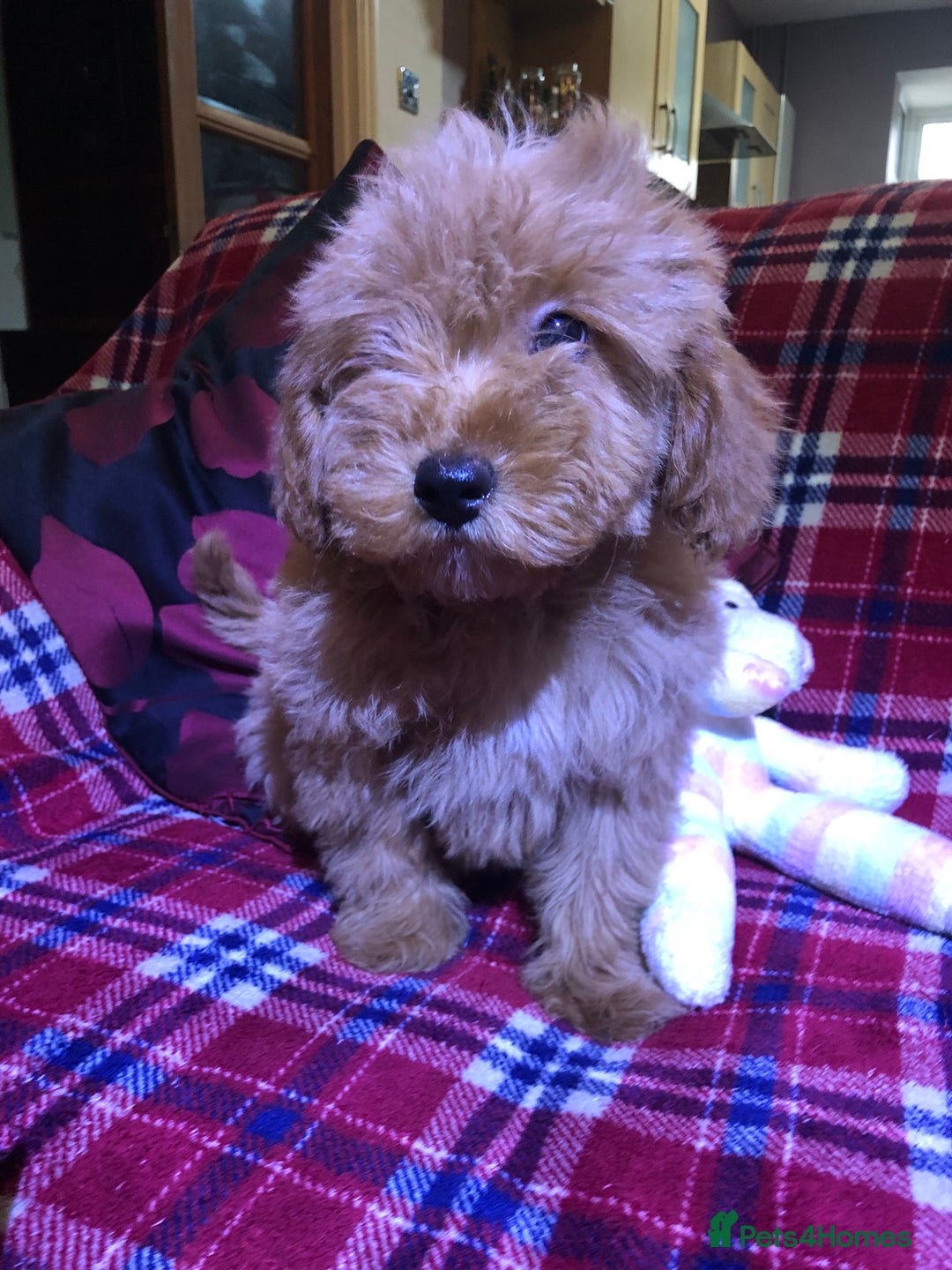 Cockapoo dogs for sale: Cockapoo puppies for sale  - Advert 32