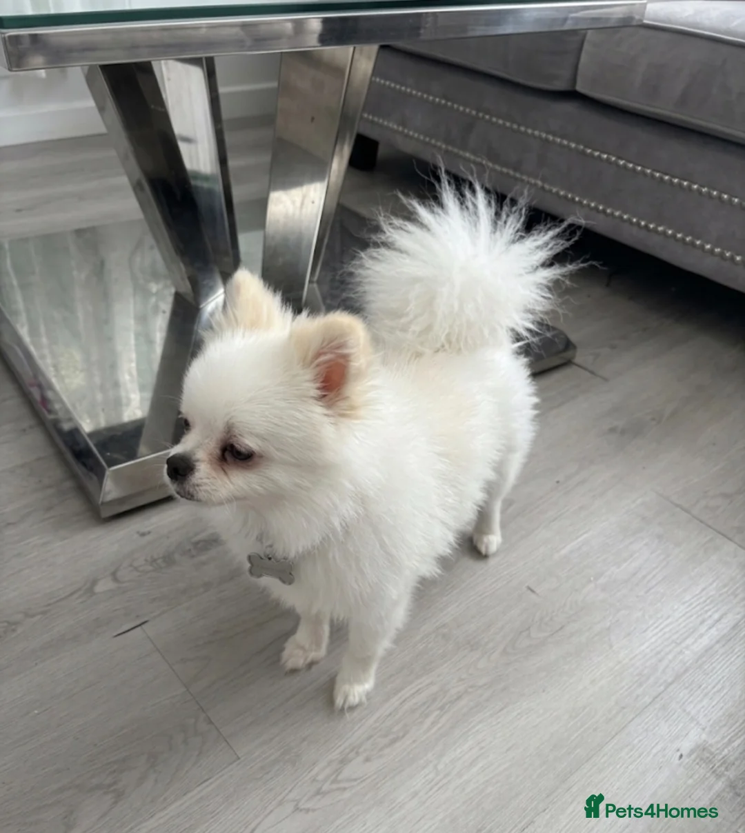 Pomeranian dogs for sale: White miniature Pomeranian 12 months old female - Advert 5