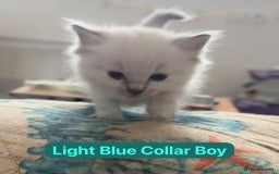 Ragdoll cats for sale: GCCF Championship Line Ragdolls - Image 6