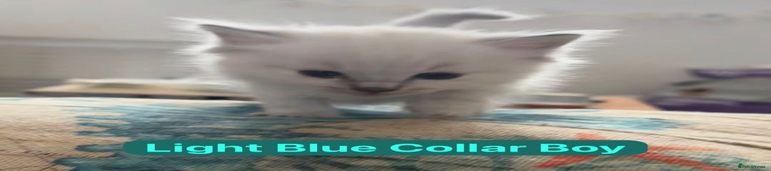 Light Blue Collar Boy