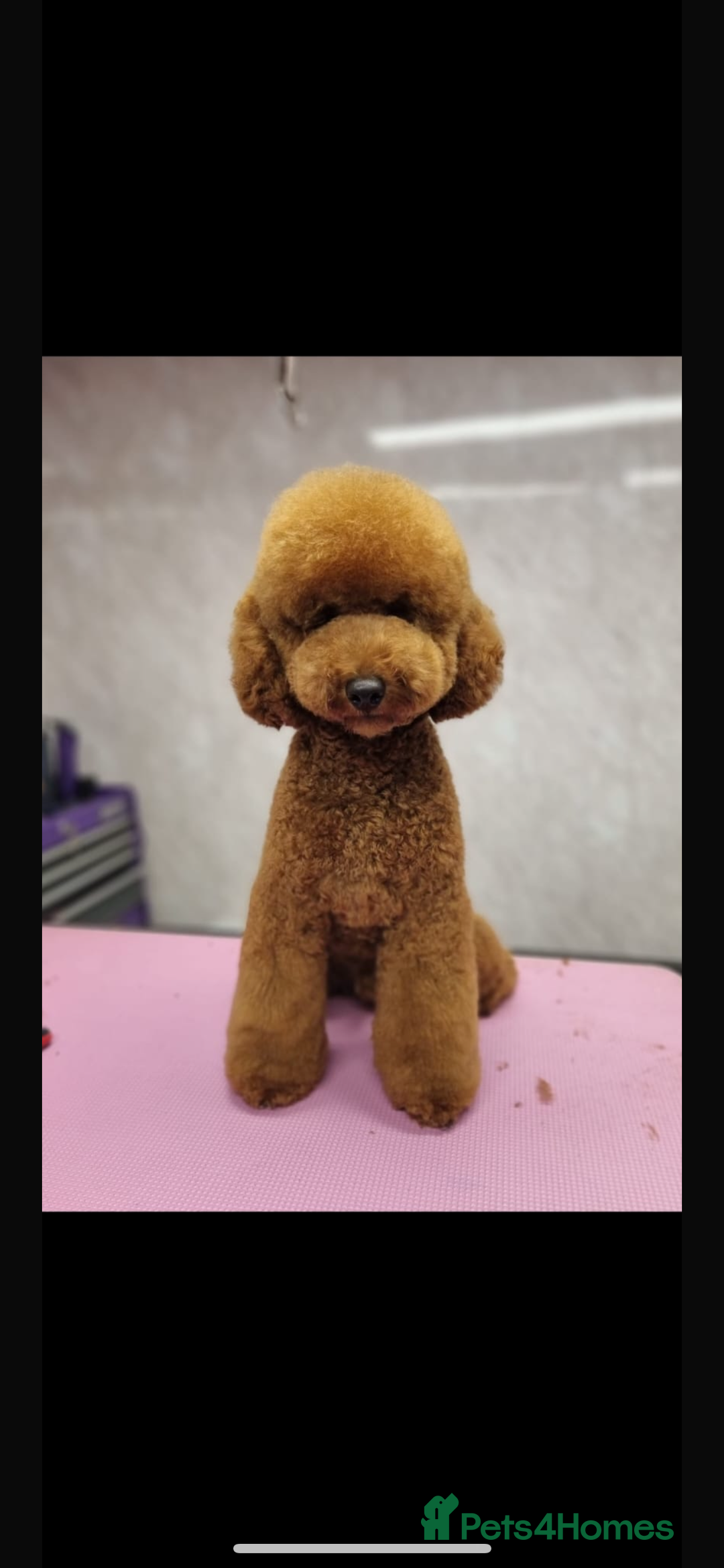 Cockapoo dogs for sale: Beautiful cockapoo puppies - Image 7