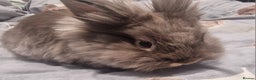 Lionhead rabbits for sale: Lionhead mix ( COCO) rabbit - Advert 5